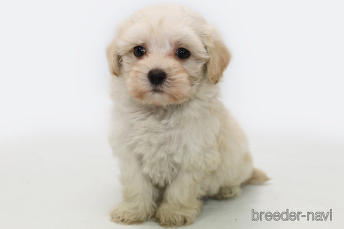 成約済の神奈川県のマルプー:マルチーズ×トイプードル-303401の2枚目